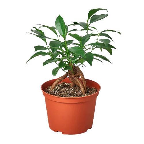 Ficus Ginseng Bonsai Plant | Sculptural Root Houseplant, Easy Care Indoor Tree