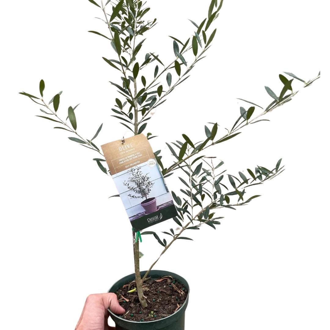 Fruiting Olive Tree | Olea Europaea Live Mediterranean Plant, Indoor Outdoor Patio Gift