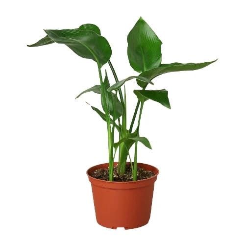 White Bird of Paradise Plant | Large Tropical Statement Strelitzia Nicolai Live Plant