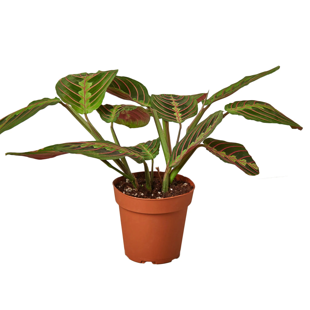 Red Prayer Plant Maranta Live Indoor Plant | SunriseDaylas