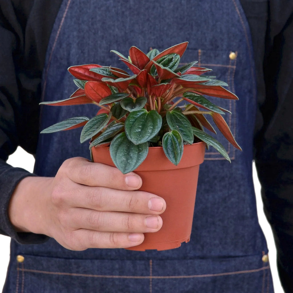 Peperomia ‘Rosso’ – Red-Underside Foliage Plant | SunriseDaylas