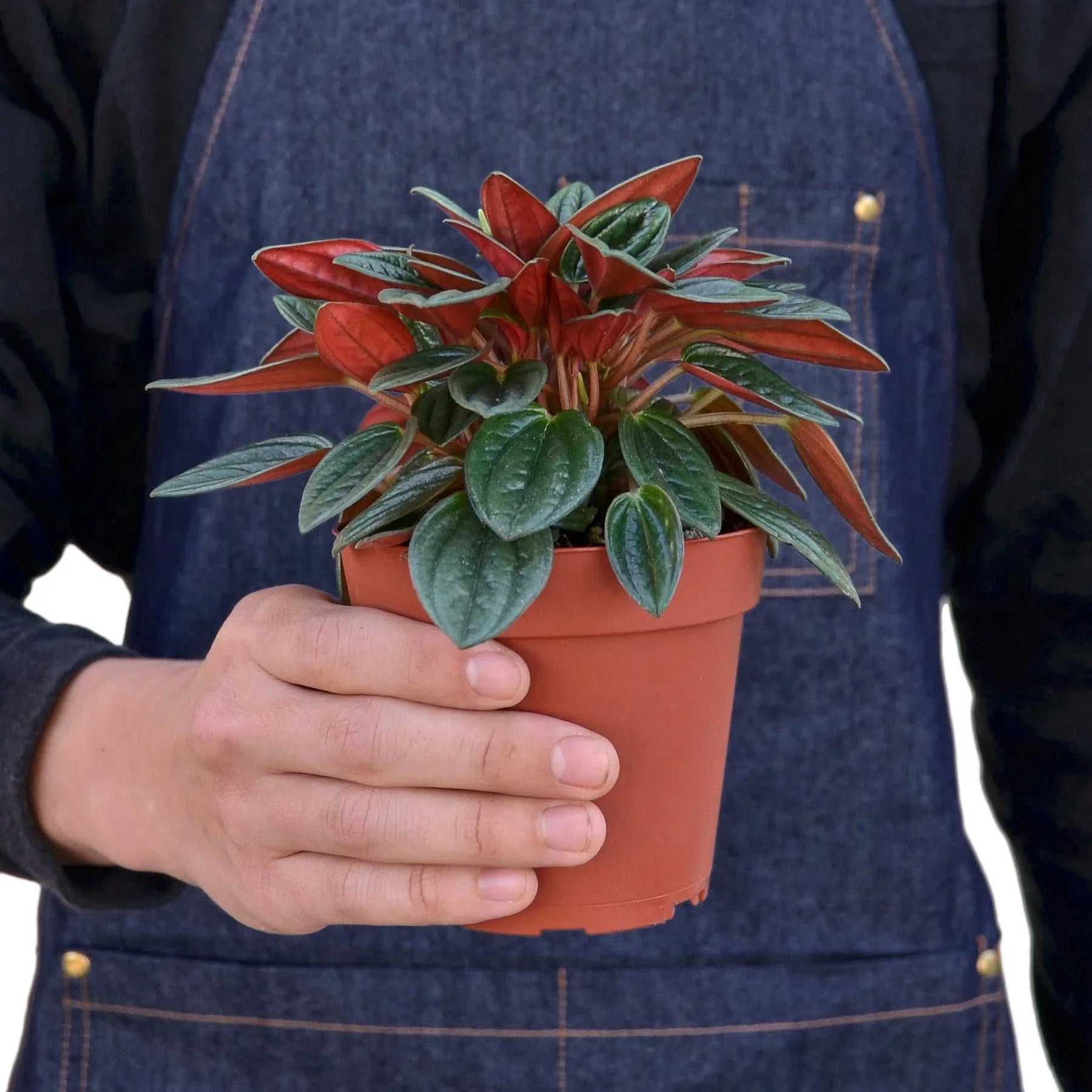 Peperomia ‘Rosso’ – Red-Underside Foliage Plant | SunriseDaylas