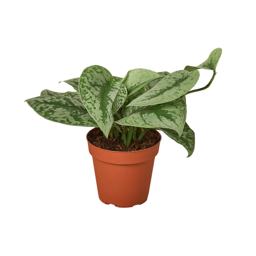 Silver Splash Pothos – Satin-Flecked Trailing Plant | SunriseDaylas
