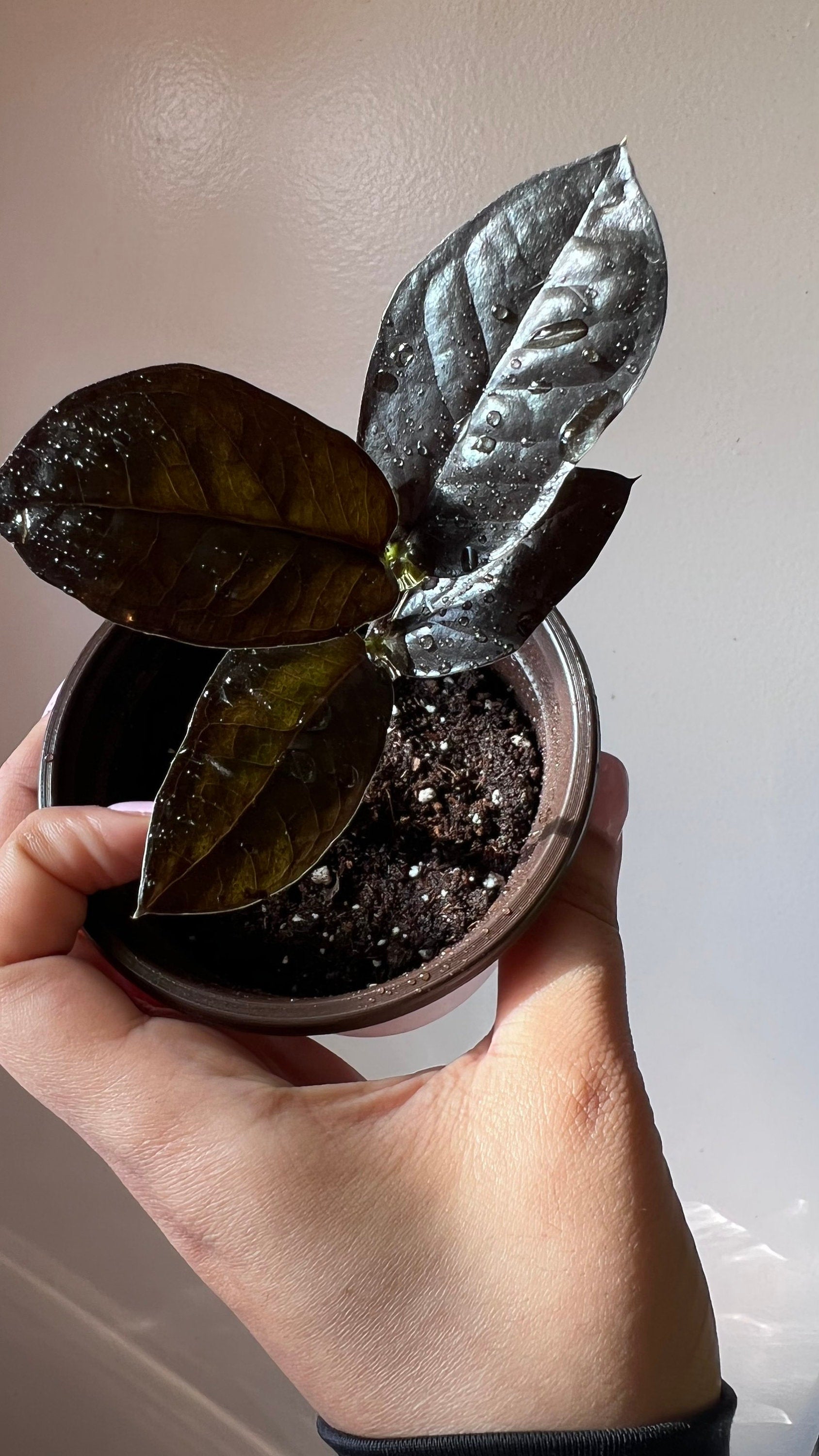 Raven ZZ Plant | Zamioculcas Zamiifolia Raven | Black Leaf Rare Houseplant | Low Light Indoor Plant | Air Purifying | Live Plant