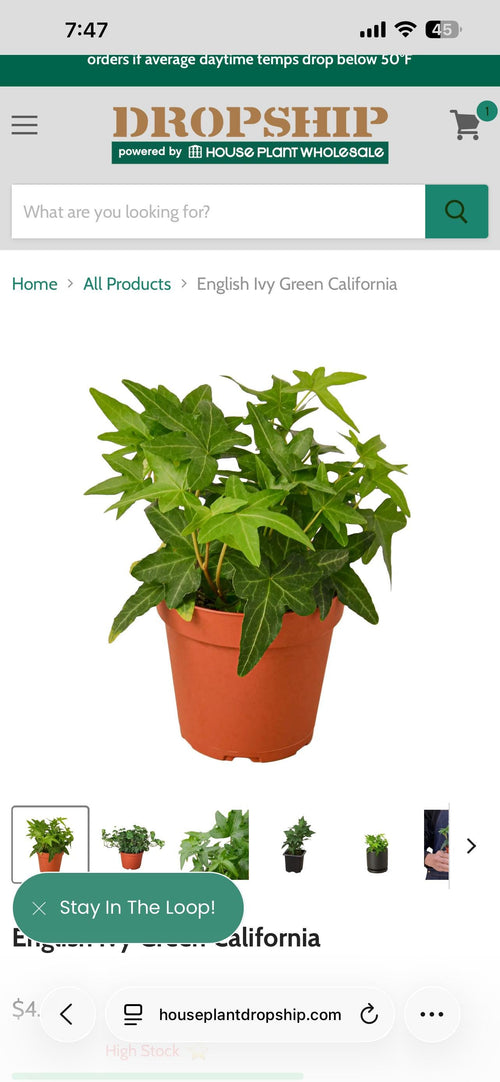 English Ivy Green California | Hedera Helix | Live Rooted Trailing Plant | Ground Cover | 4in Pot