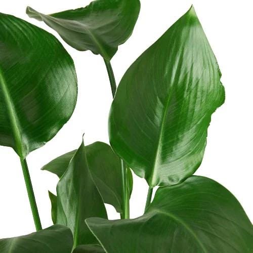 White Bird of Paradise Plant | Large Tropical Statement Strelitzia Nicolai Live Plant