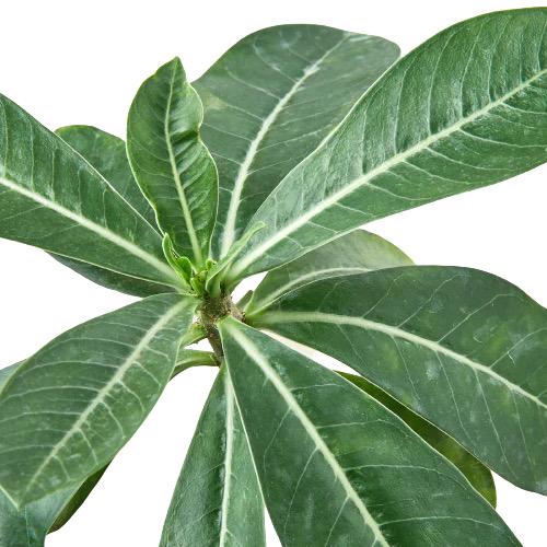 Desert Rose – Adenium (Live Flowering Plant)