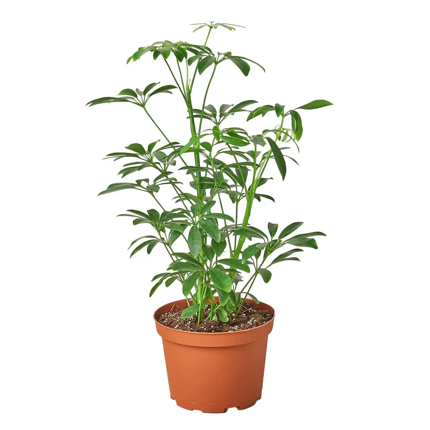 Schefflera Umbrella – Dwarf Indoor Foliage Plant | SunriseDaylas