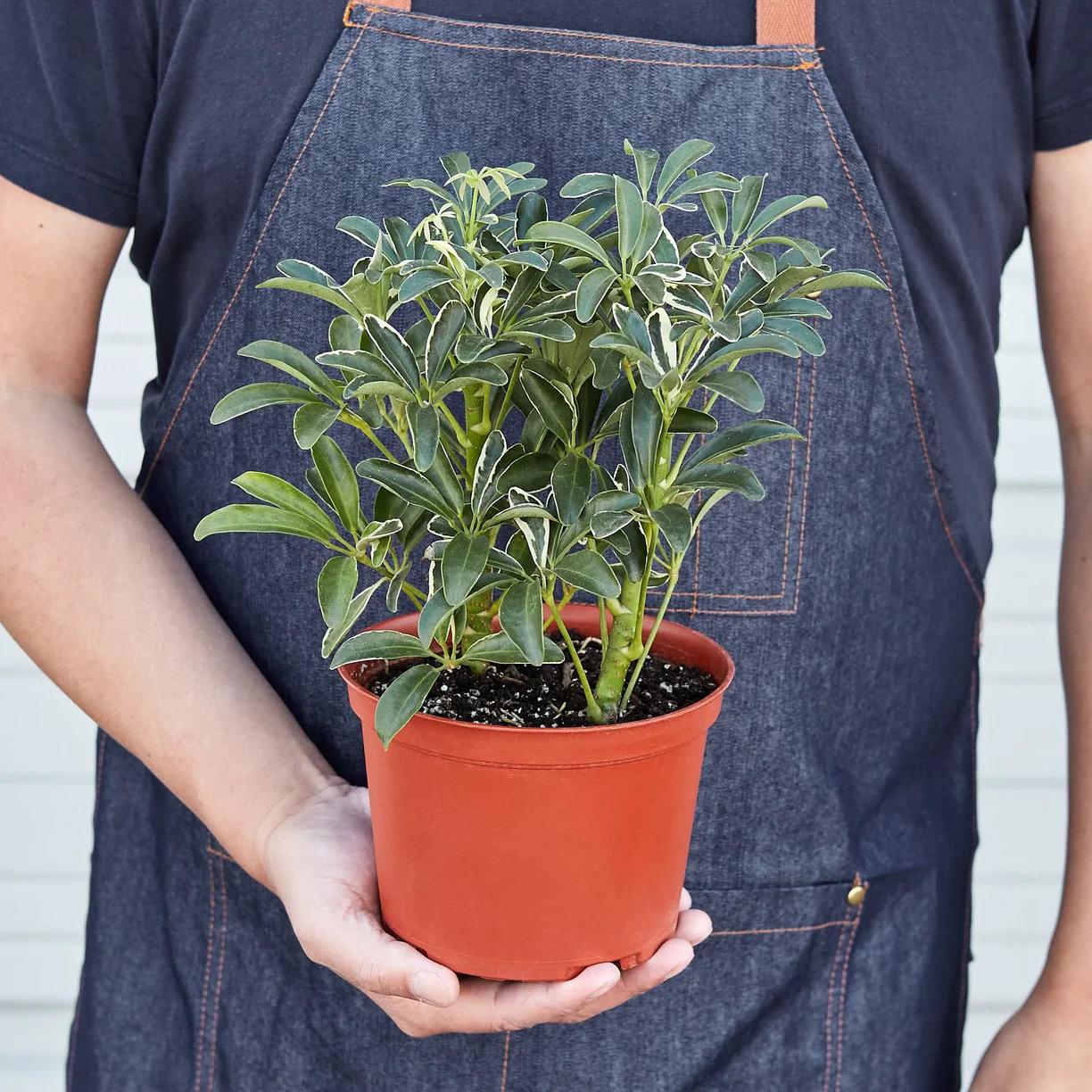 Moonlight Umbrella Plant | Schefflera Arboricola | Easy Care Tropical Houseplant