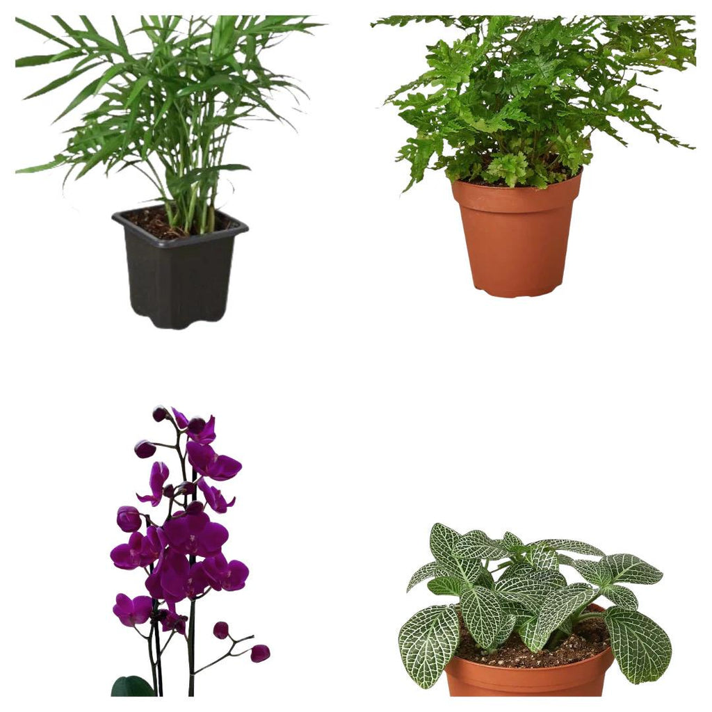 Victorian Plant Kit | Parlor Palm, Fern, Orchid, Fittonia Indoor Collection