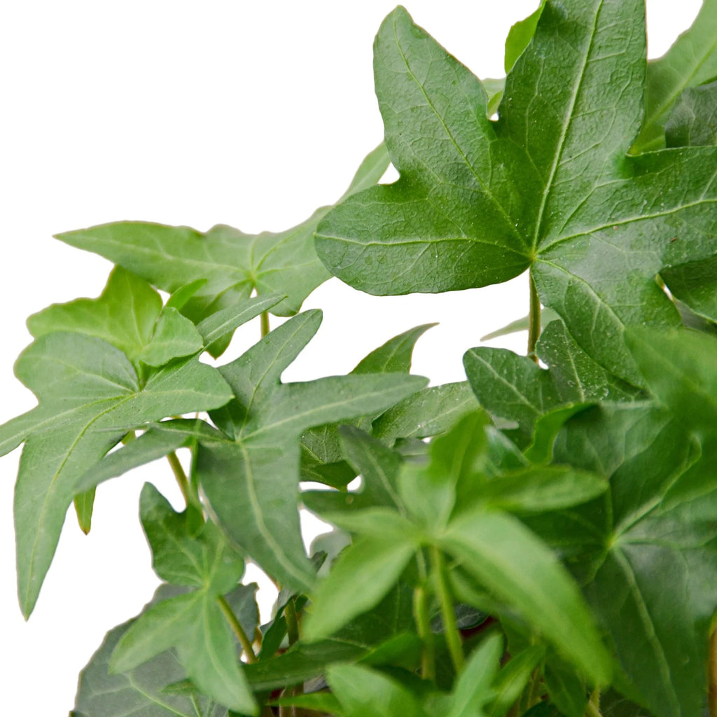 English Ivy ‘Green California’ – Fast-Growing Indoor Vine | SunriseDaylas