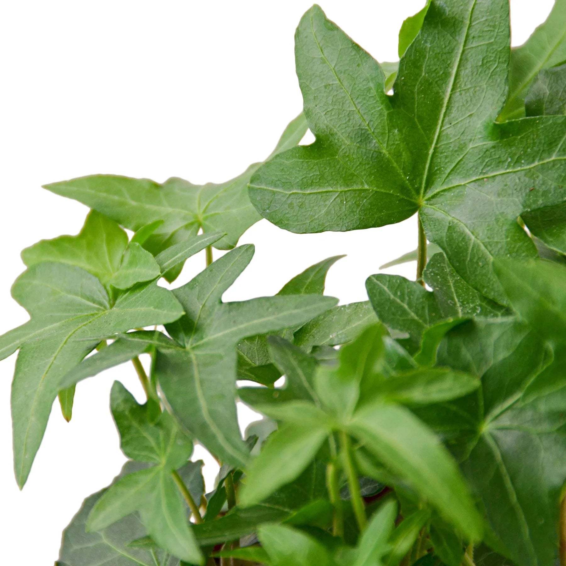 English Ivy ‘Green California’ – Fast-Growing Indoor Vine | SunriseDaylas