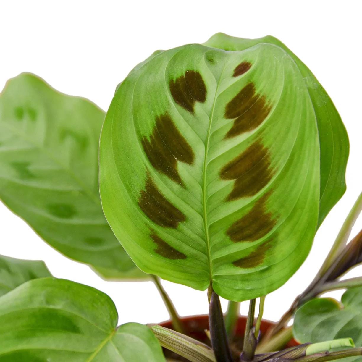Maranta Prayer Plant | Maranta Leuconeura | Patterned Tropical Houseplant | Pet Friendly | Easy Care Indoor Plant | Live Plant | 3in 4in 6in