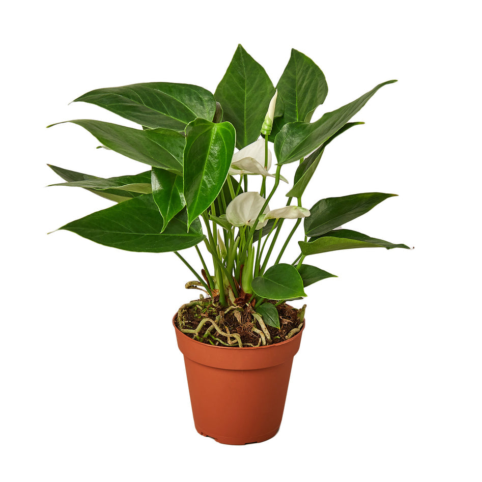 White Anthurium – Rare Blooming Indoor Plant | SunriseDaylas