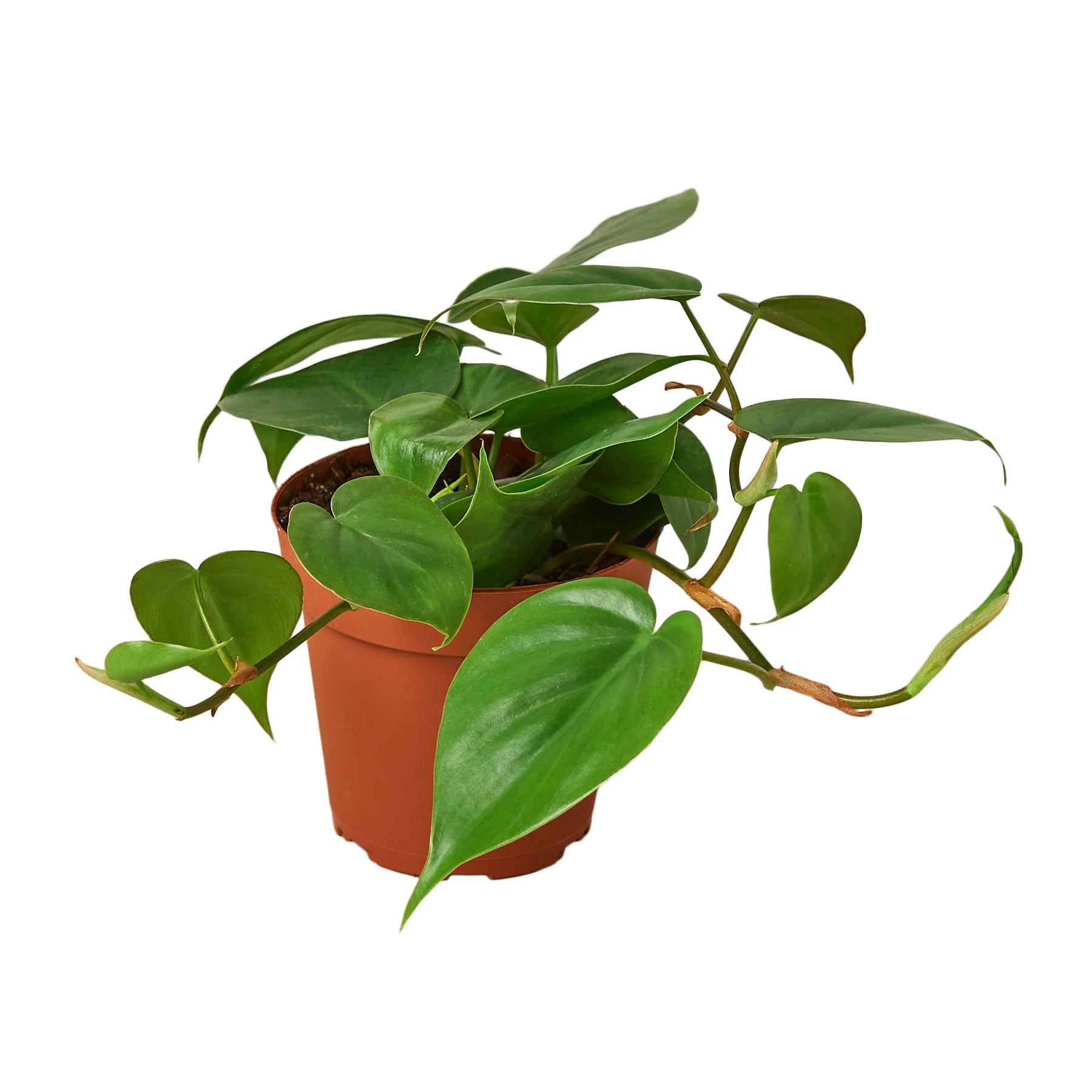 Philodendron Cordatum – Heartleaf Vining Live Plant | SunriseDaylas