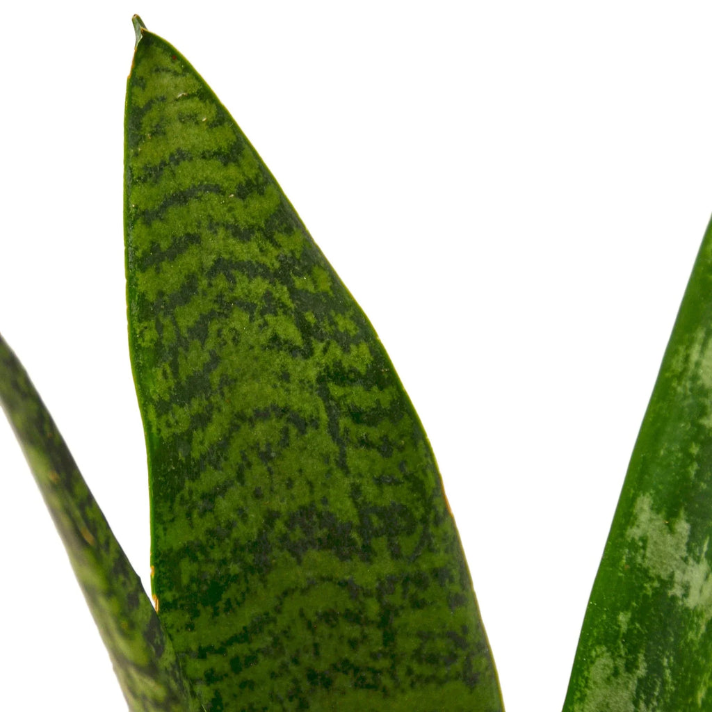 Snake Plant Zeylanica – Easy Care Air Purifying Plant | SunriseDaylas