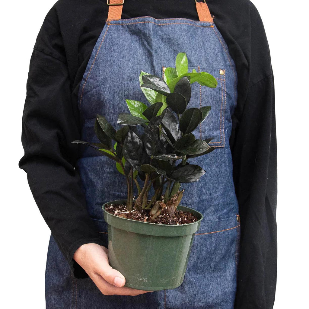 Raven ZZ Plant | Zamioculcas Zamiifolia Raven | Black Leaf Rare Houseplant | Low Light Indoor Plant | Air Purifying | Live Plant