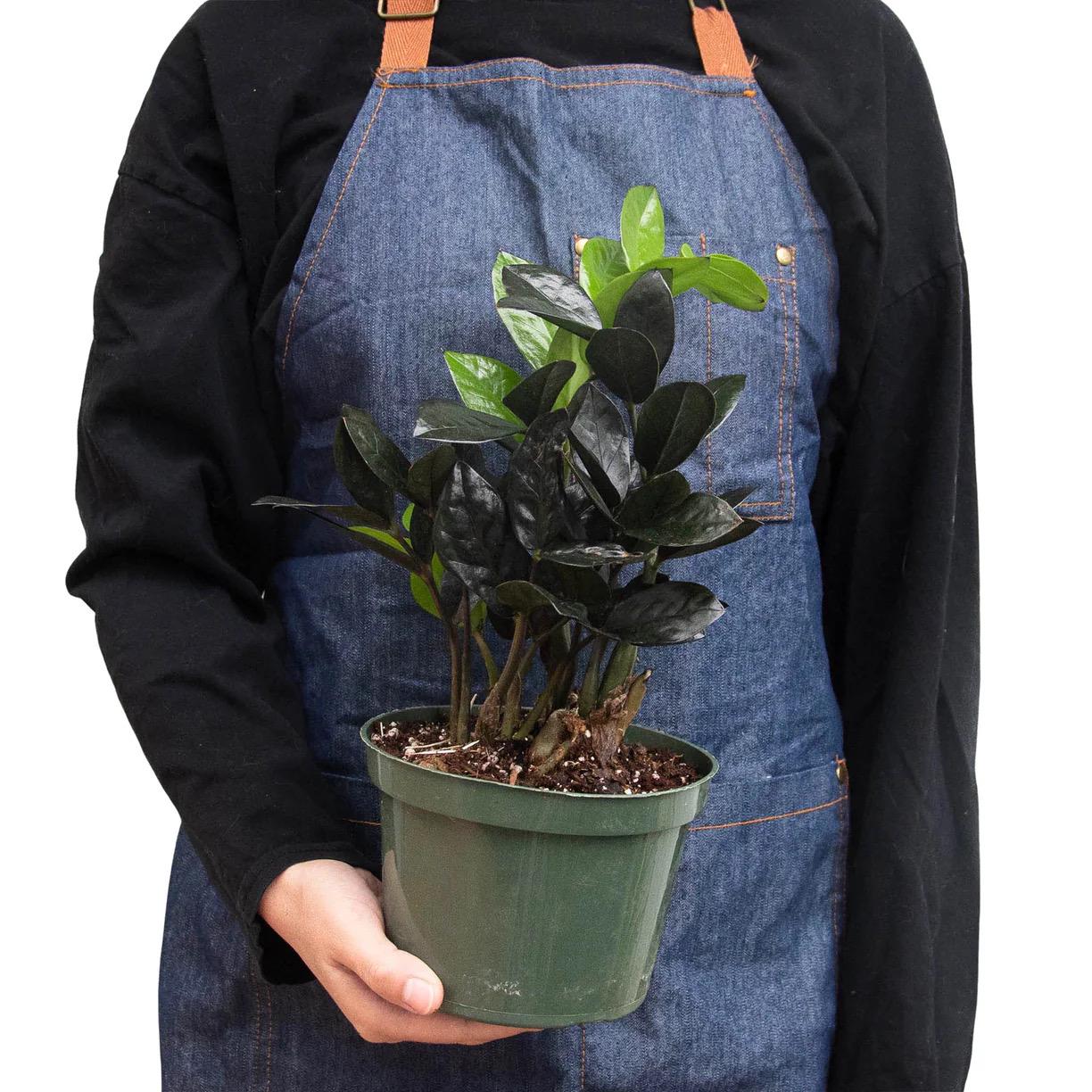 Raven ZZ Plant | Zamioculcas Zamiifolia Raven | Black Leaf Rare Houseplant | Low Light Indoor Plant | Air Purifying | Live Plant