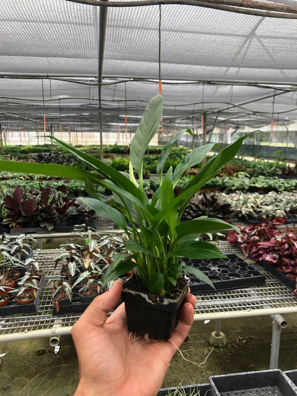 Peace Lily – Air Purifying Flowering Plant | SunriseDaylas