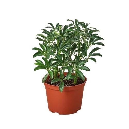 Moonlight Umbrella Plant | Schefflera Arboricola | Easy Care Tropical Houseplant