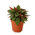 Peperomia ‘Rosso’ – Red-Underside Foliage Plant | SunriseDaylas