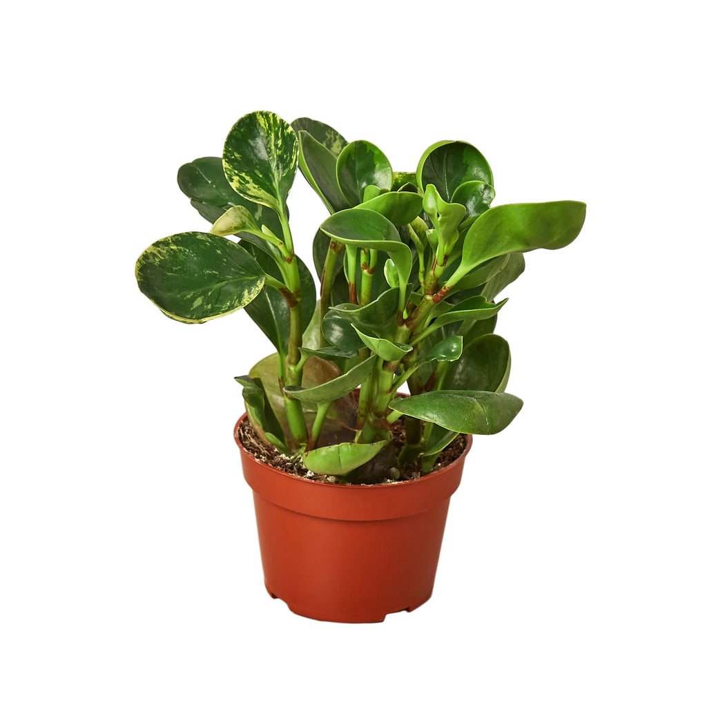 Marble Peperomia – Compact Desk-Friendly Plant | SunriseDaylas