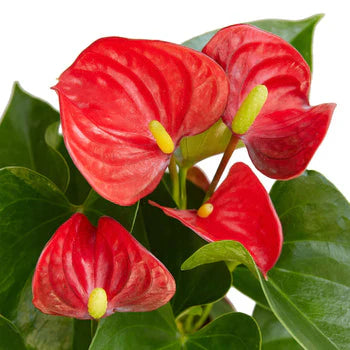 Red Anthurium – Exotic Tropical Flower | SunriseDaylas