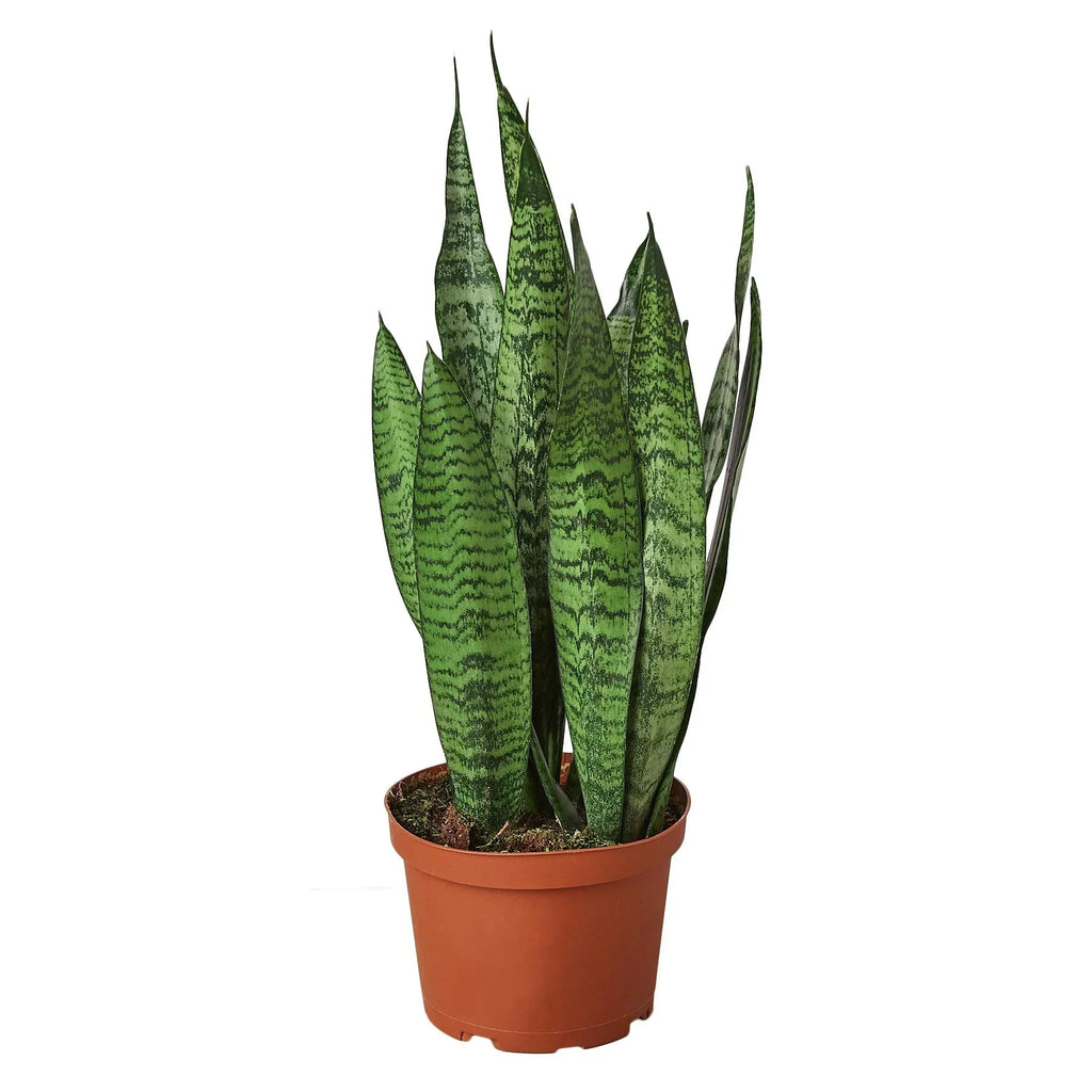 Snake Plant Zeylanica – Easy Care Air Purifying Plant | SunriseDaylas