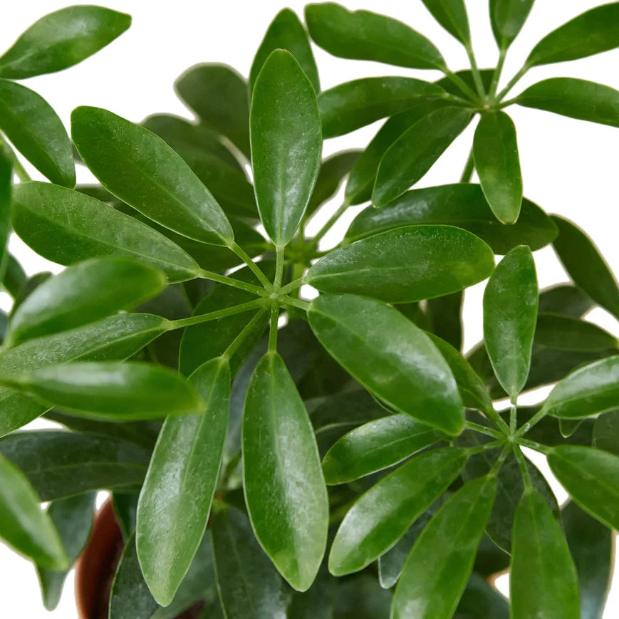 Schefflera Umbrella – Dwarf Indoor Foliage Plant | SunriseDaylas