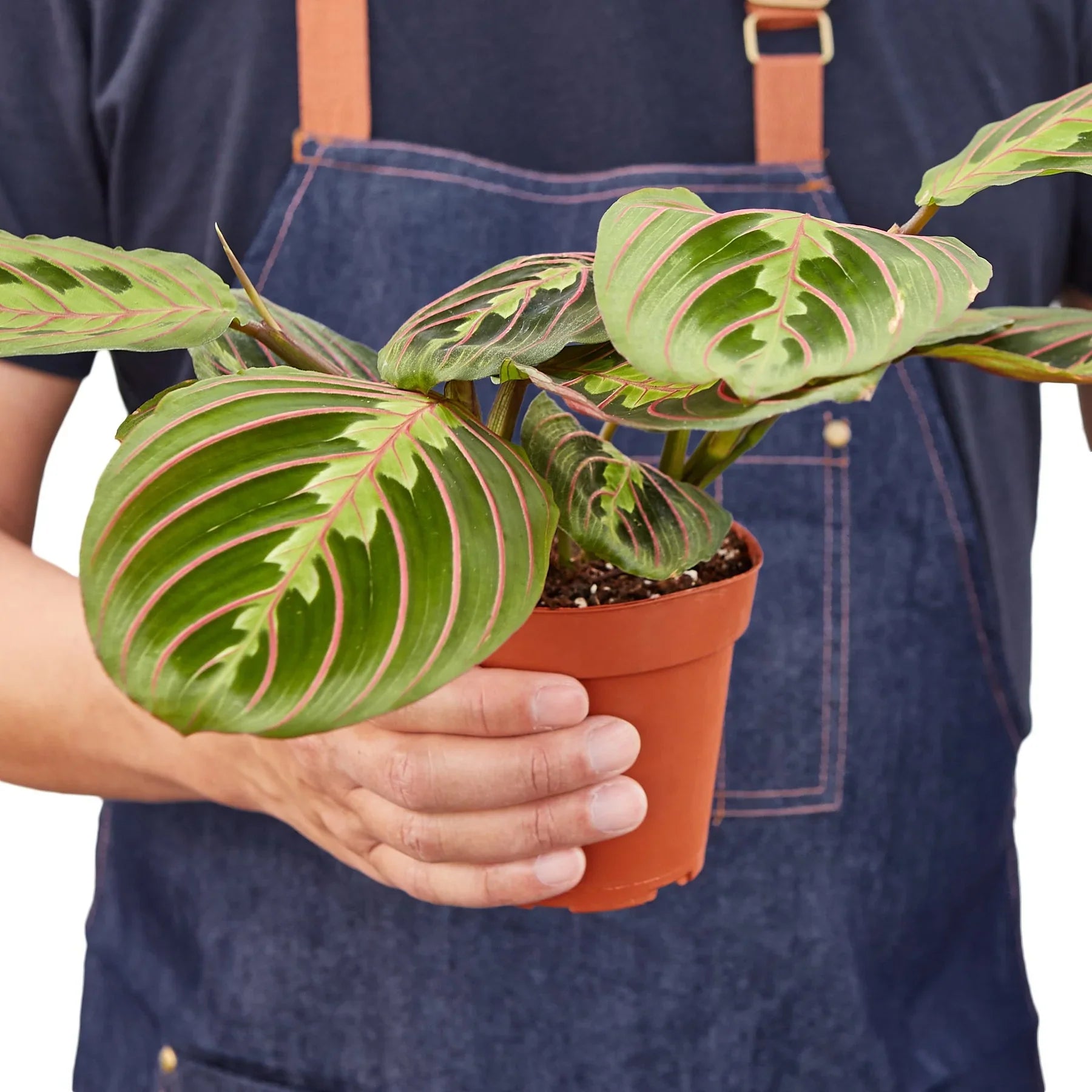 Red Prayer Plant Maranta Live Indoor Plant | SunriseDaylas