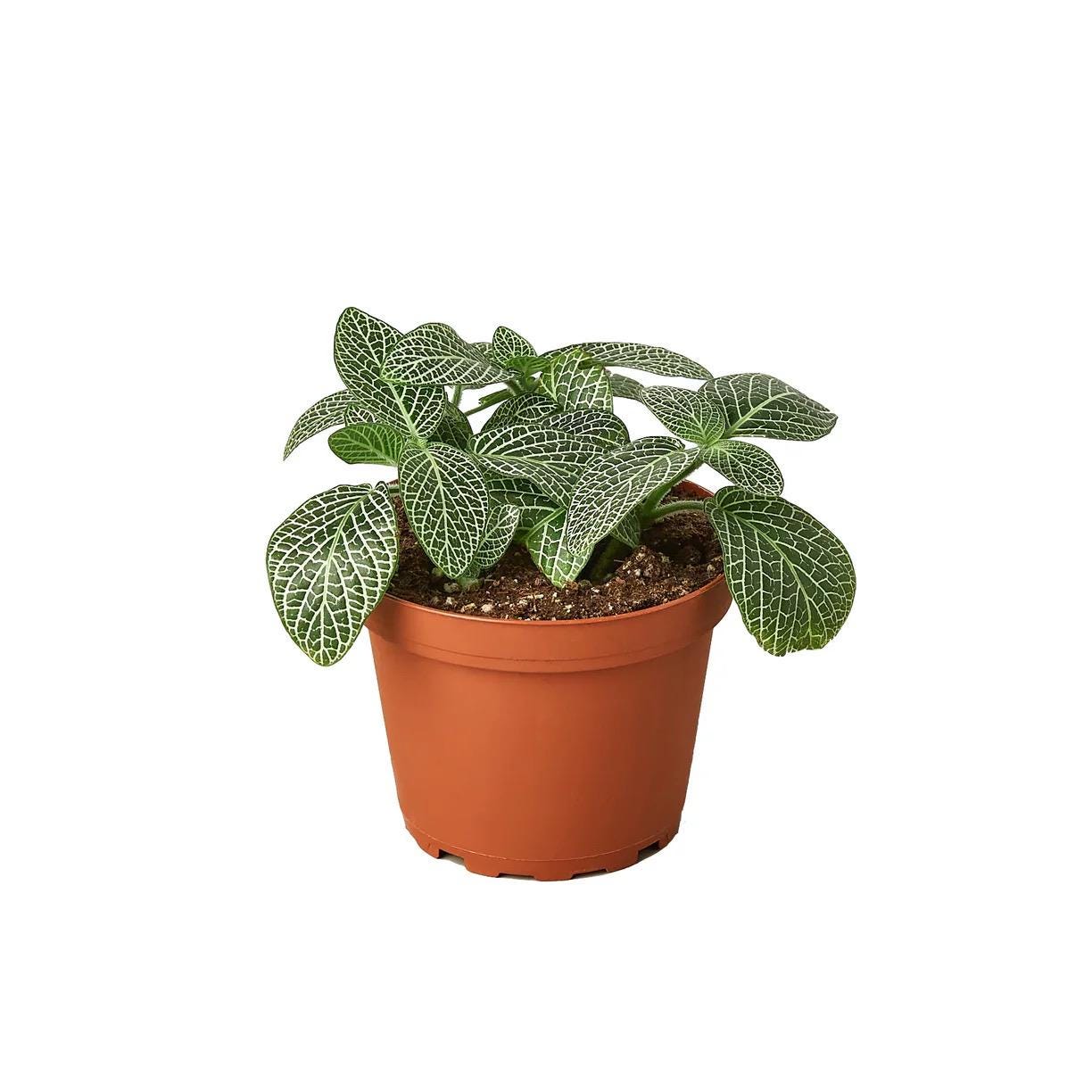 Victorian Plant Kit | Parlor Palm, Fern, Orchid, Fittonia Indoor Collection