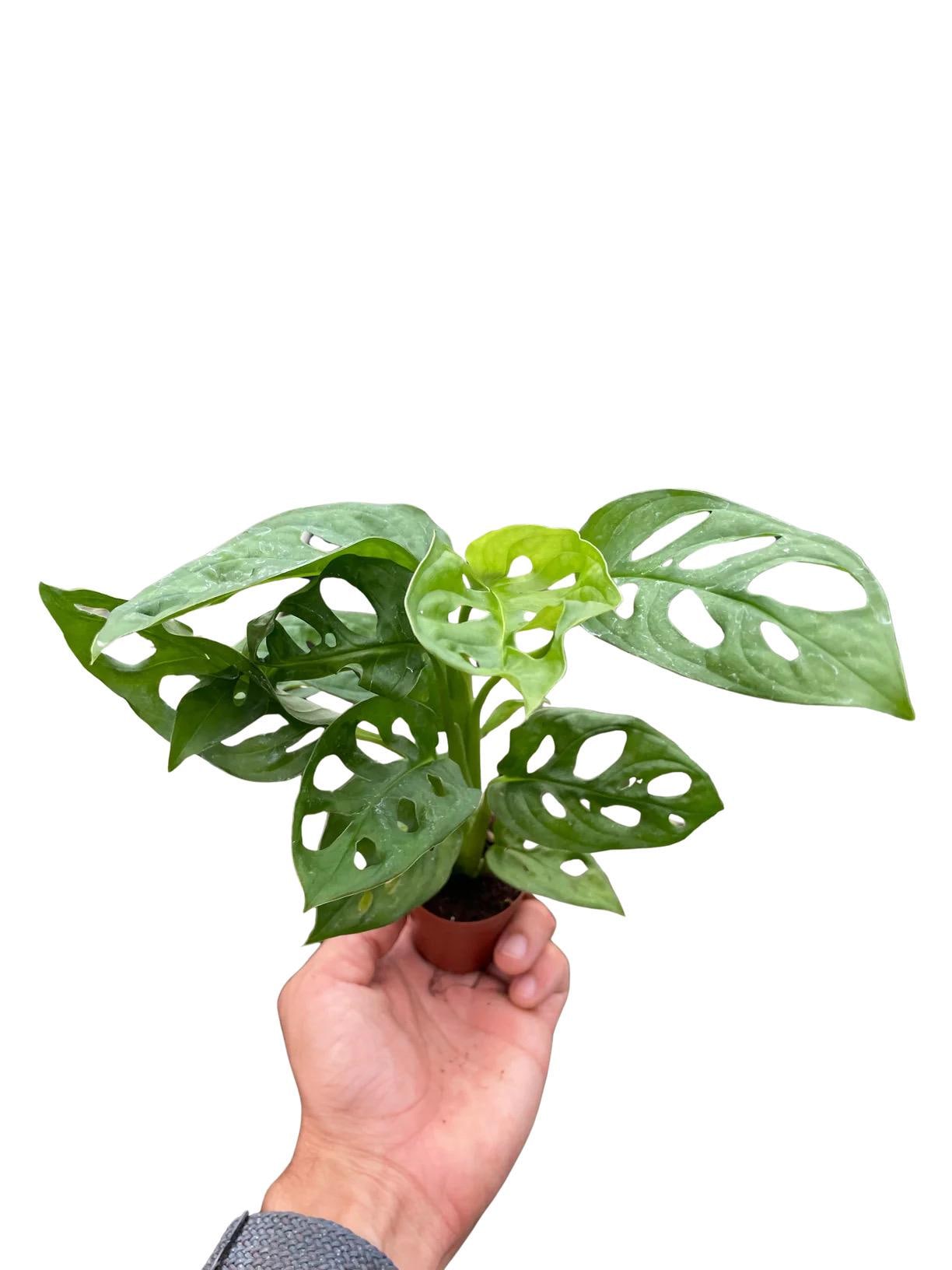 Monstera Adansonii | Swiss Cheese Vine | Live Rooted Tropical Plant | Easy Care | 4in 6in 8in Pot