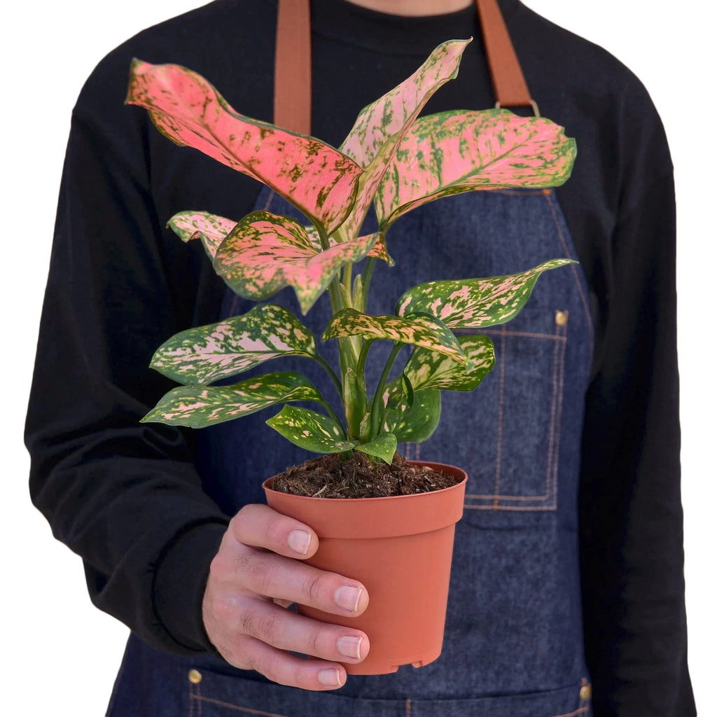 Chinese Evergreen ‘Lady Valentine’ – Pink Variegated Indoor Plant | SunriseDaylas
