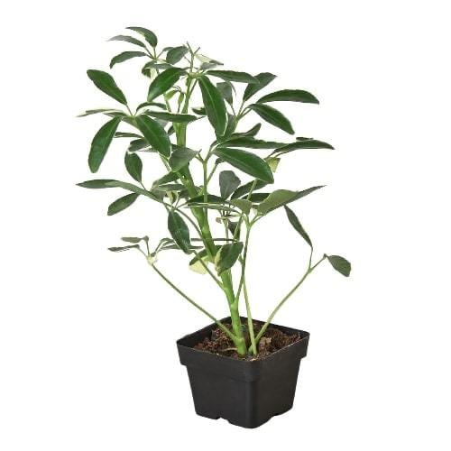 Moonlight Umbrella Plant | Schefflera Arboricola | Easy Care Tropical Houseplant