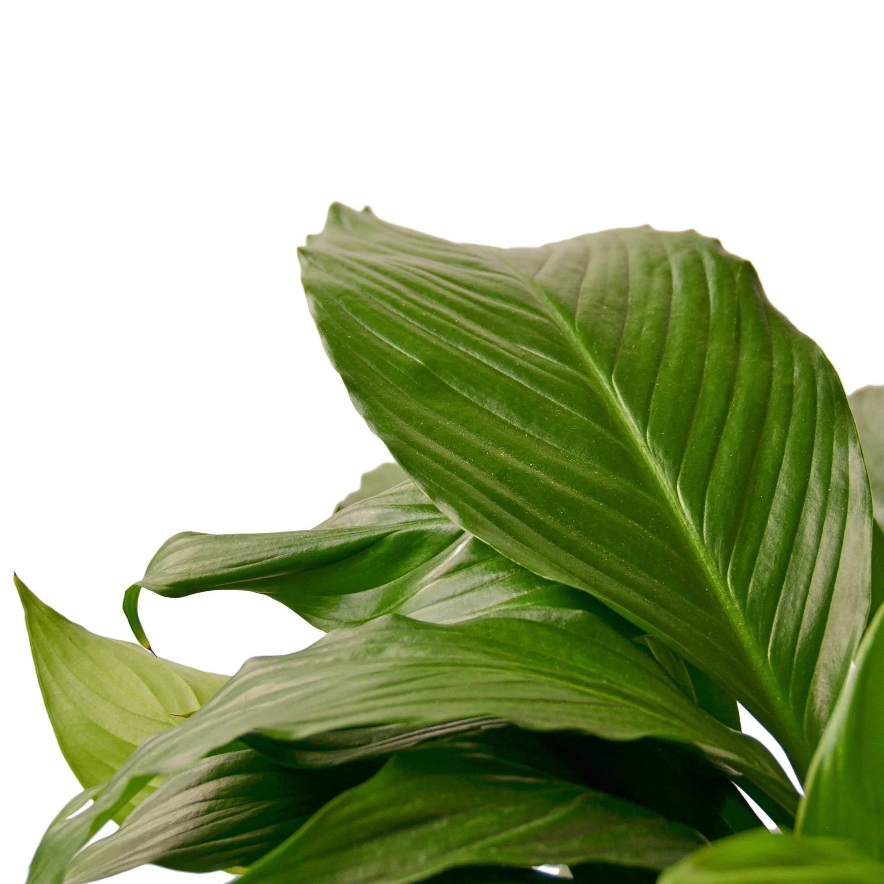Peace Lily – Air Purifying Flowering Plant | SunriseDaylas