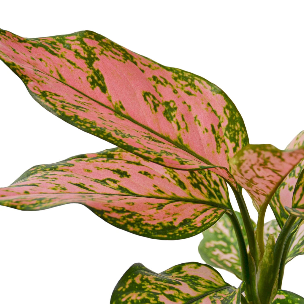 Chinese Evergreen ‘Lady Valentine’ – Pink Variegated Indoor Plant | SunriseDaylas