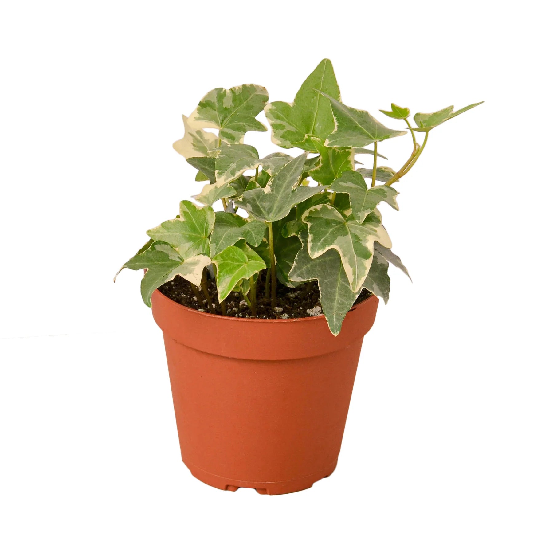 English Ivy ‘Glacier’ – Variegated Indoor Vine | SunriseDaylas