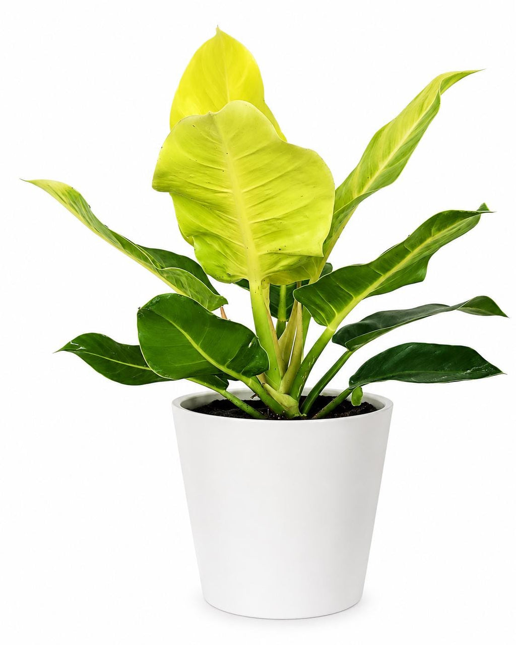 Philodendron Moonlight Plant | Neon Lime Tropical Houseplant, Easy Care Indoor Air Purifier