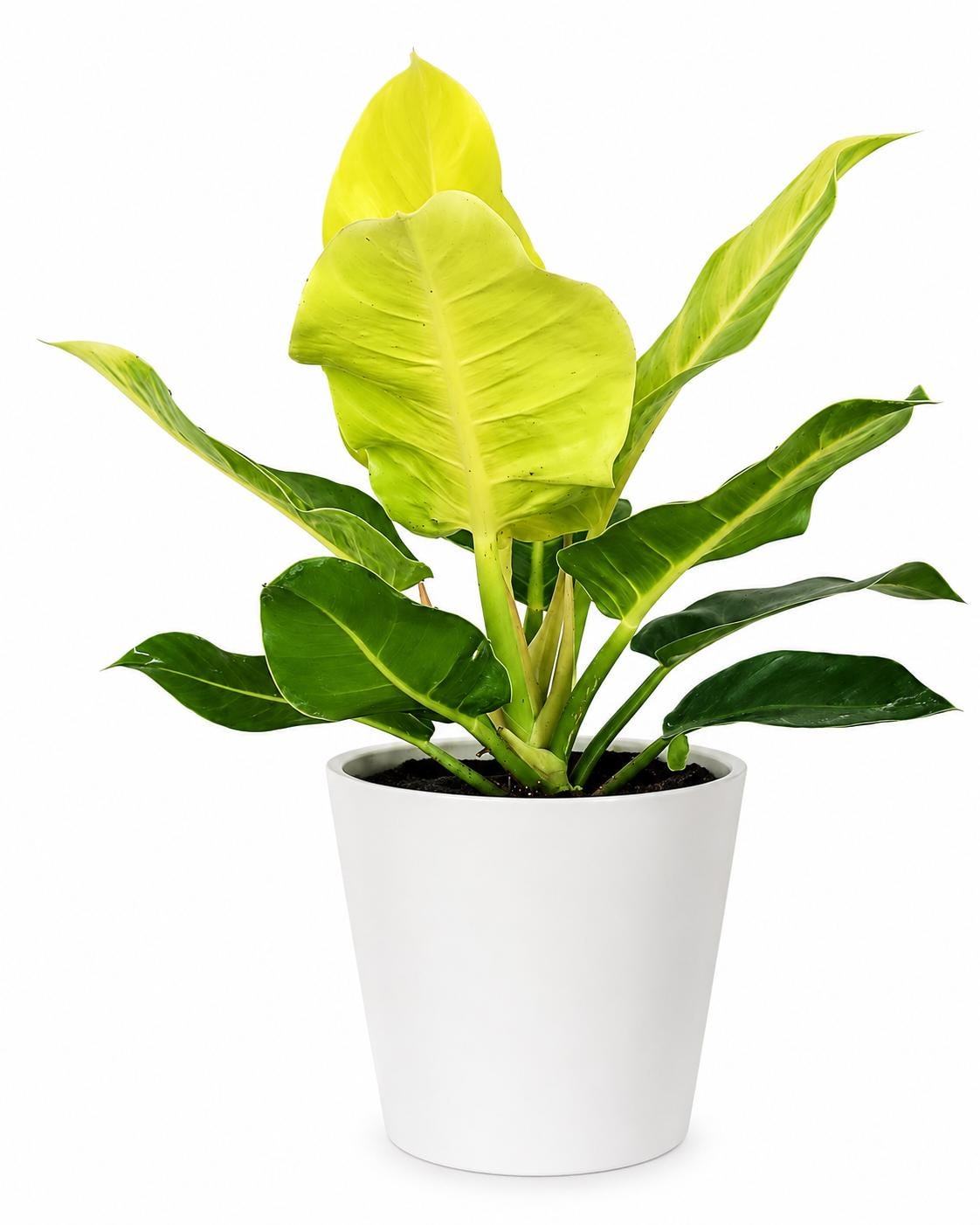 Philodendron Moonlight Plant | Neon Lime Tropical Houseplant, Easy Care Indoor Air Purifier