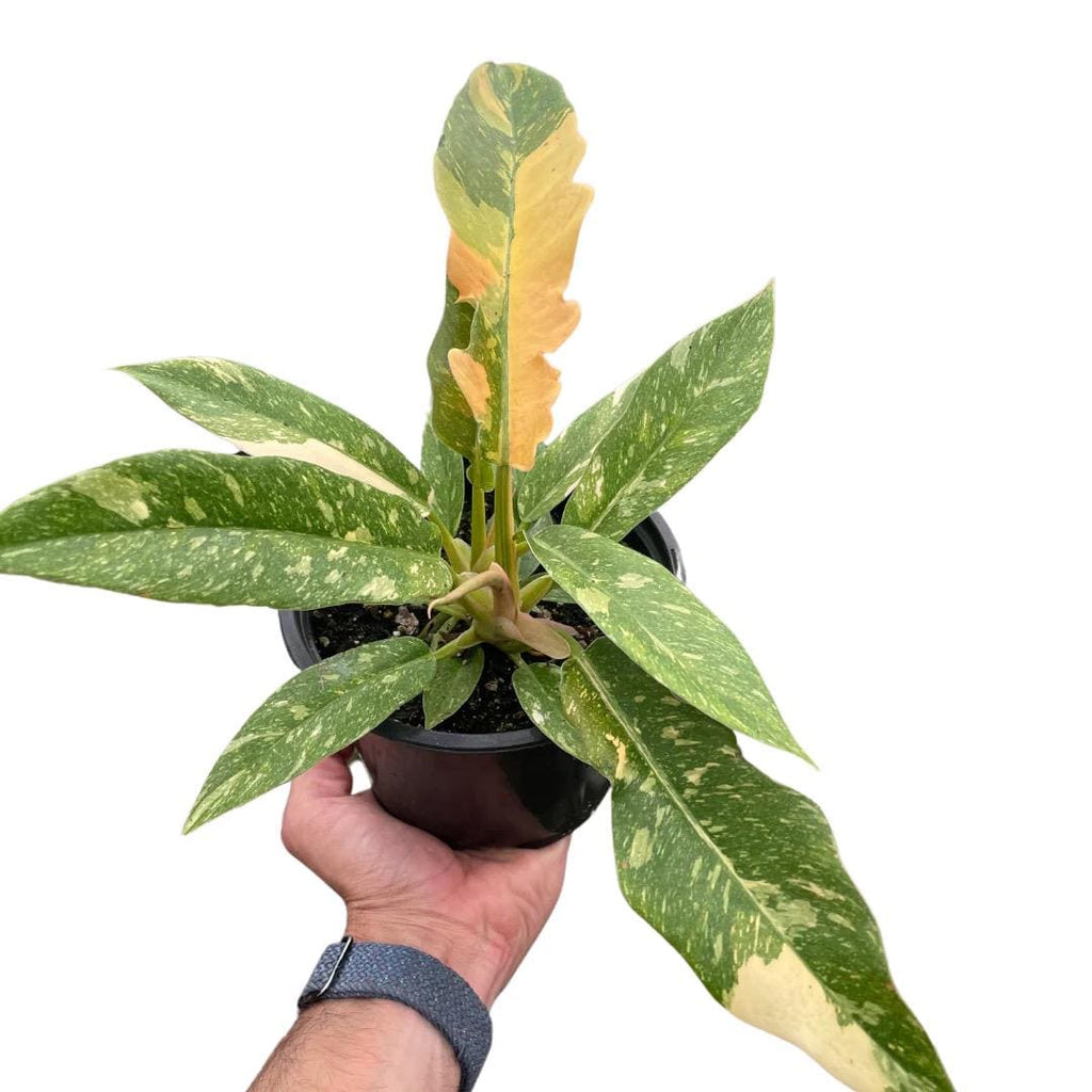 Philodendron Ring of Fire Variegated | Rare Collector Philodendron | Multicolor Fiery Foliage | Henderson's Pride | Live Plant | 6in Pot