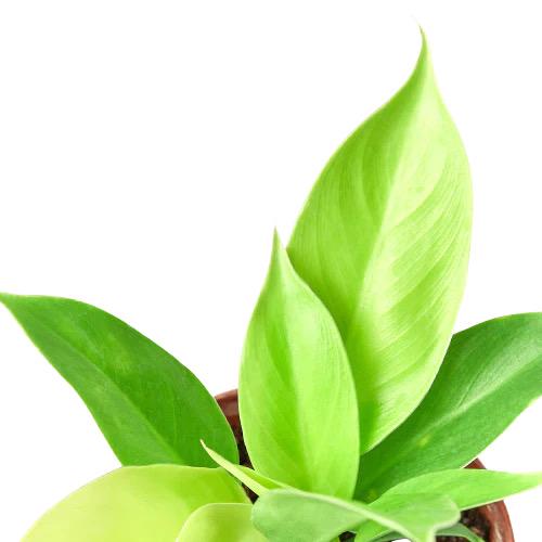 Philodendron Moonlight Plant | Neon Lime Tropical Houseplant, Easy Care Indoor Air Purifier