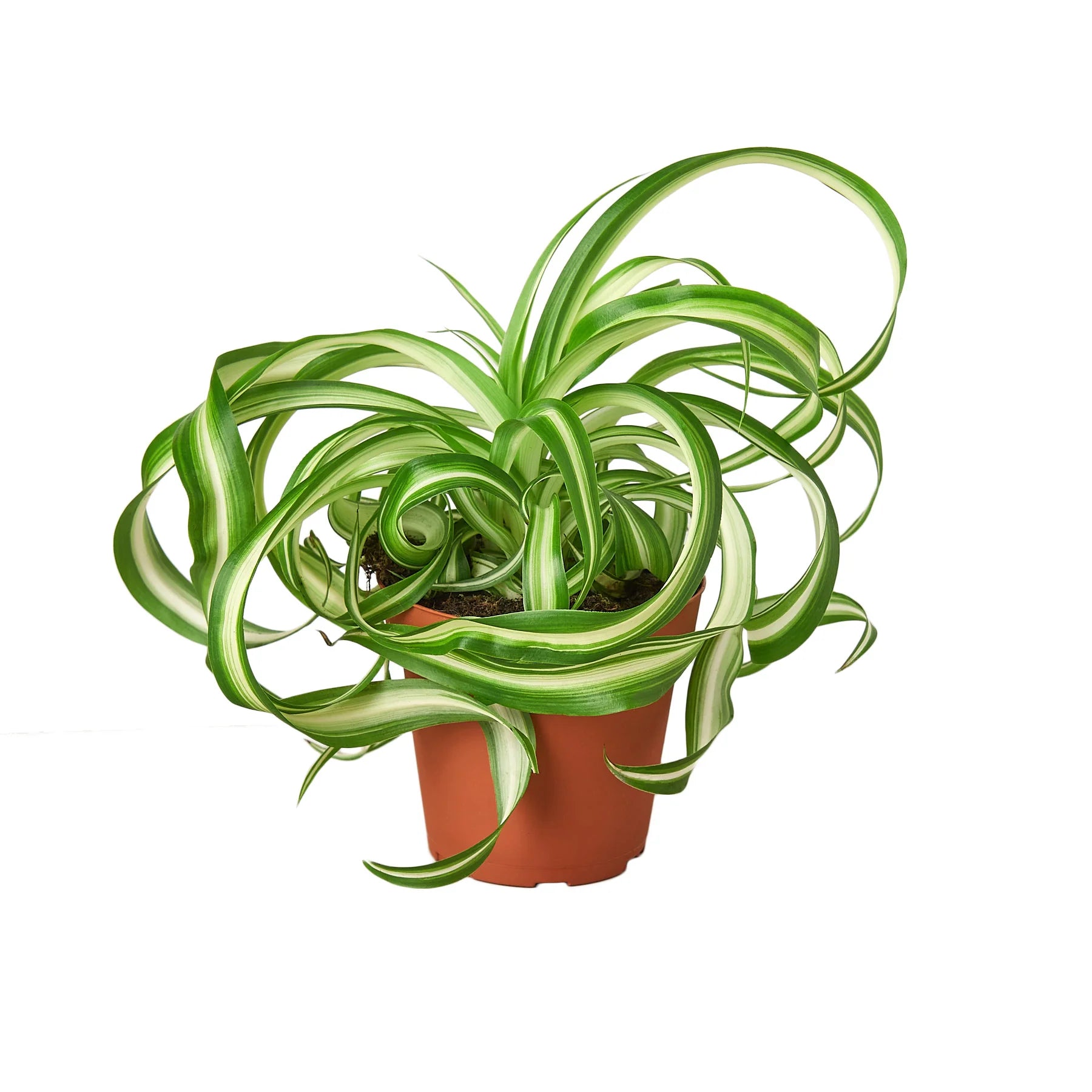 Spider Plant Bonnie – Pet Friendly Air Purifying Plant | SunriseDaylas