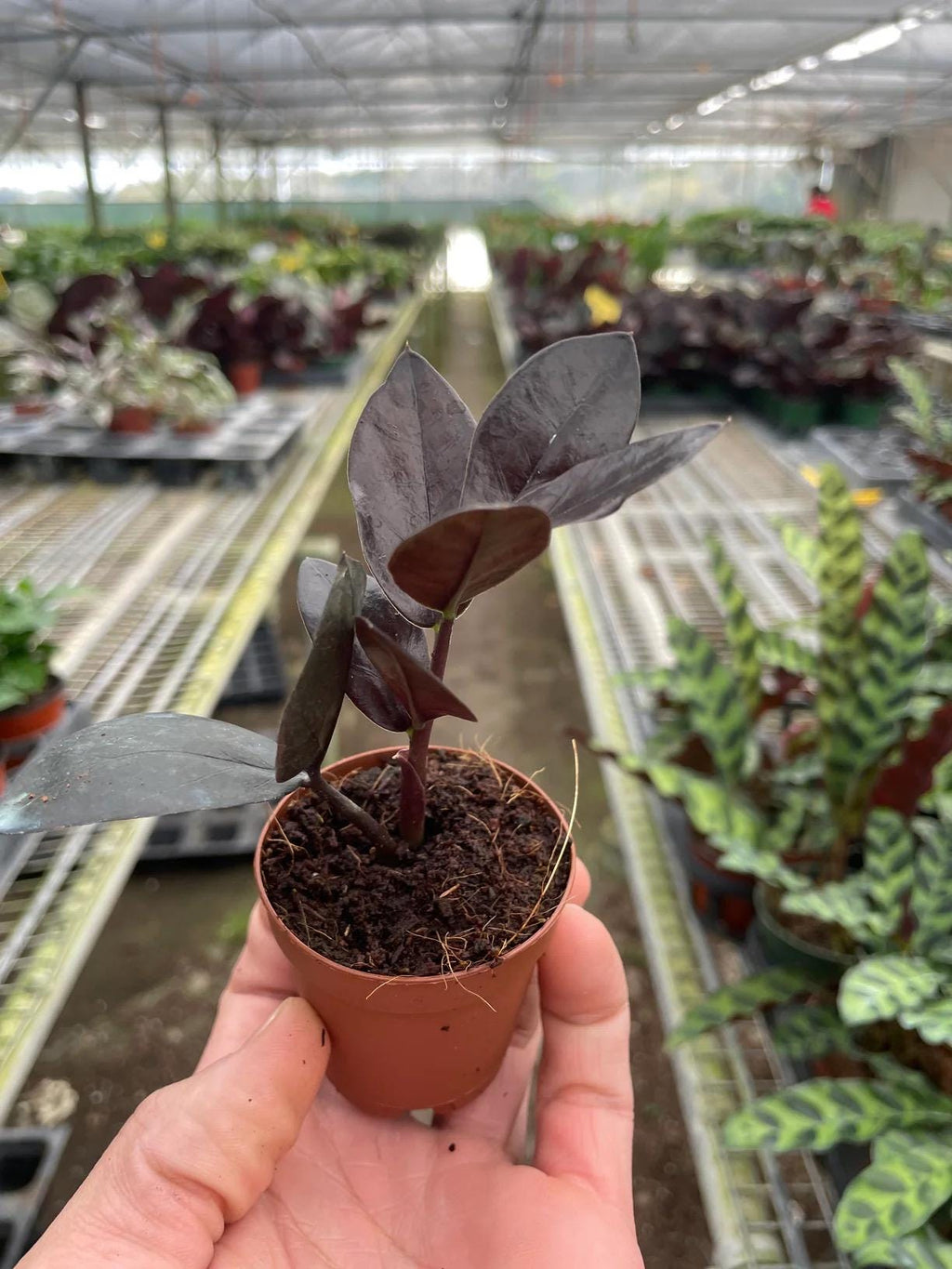 Raven ZZ Plant | Zamioculcas Zamiifolia Raven | Black Leaf Rare Houseplant | Low Light Indoor Plant | Air Purifying | Live Plant
