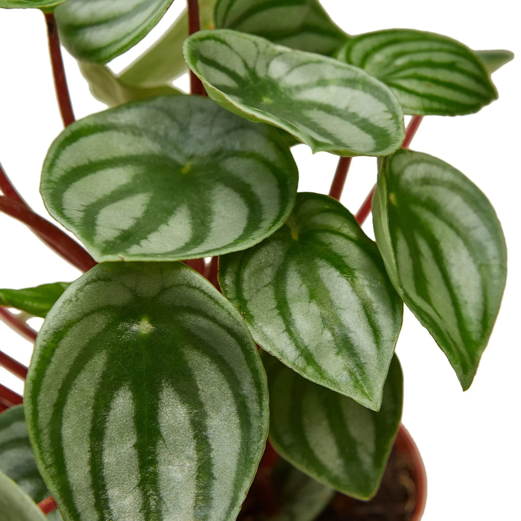 Watermelon Peperomia – Pet Friendly Live Plant | SunriseDaylas