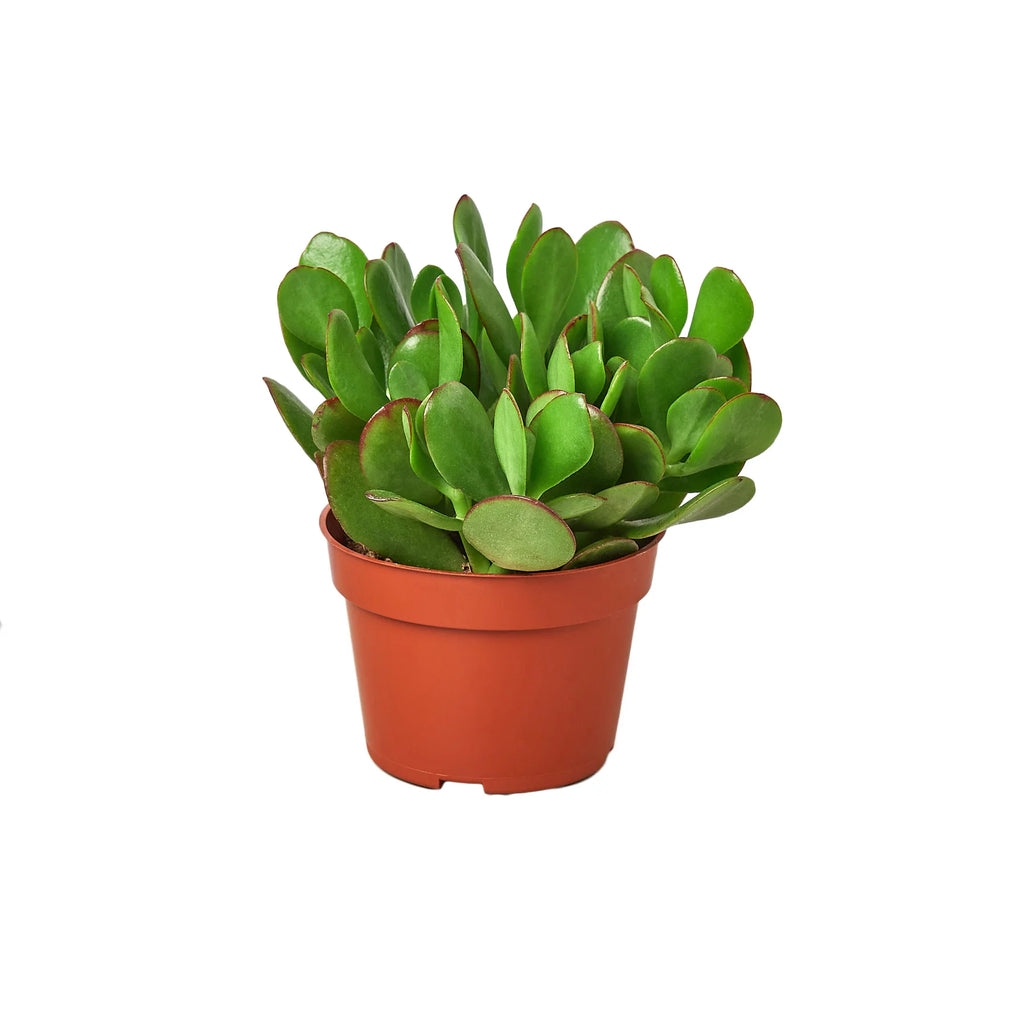 Jade Succulent – Easy Care Indoor Plant | SunriseDaylas