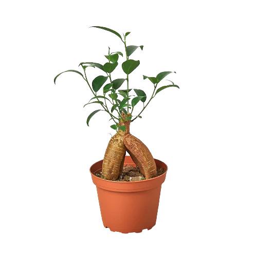 Ficus Ginseng Bonsai Plant | Sculptural Root Houseplant, Easy Care Indoor Tree