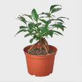 Ficus Ginseng Bonsai Plant | Sculptural Root Houseplant, Easy Care Indoor Tree