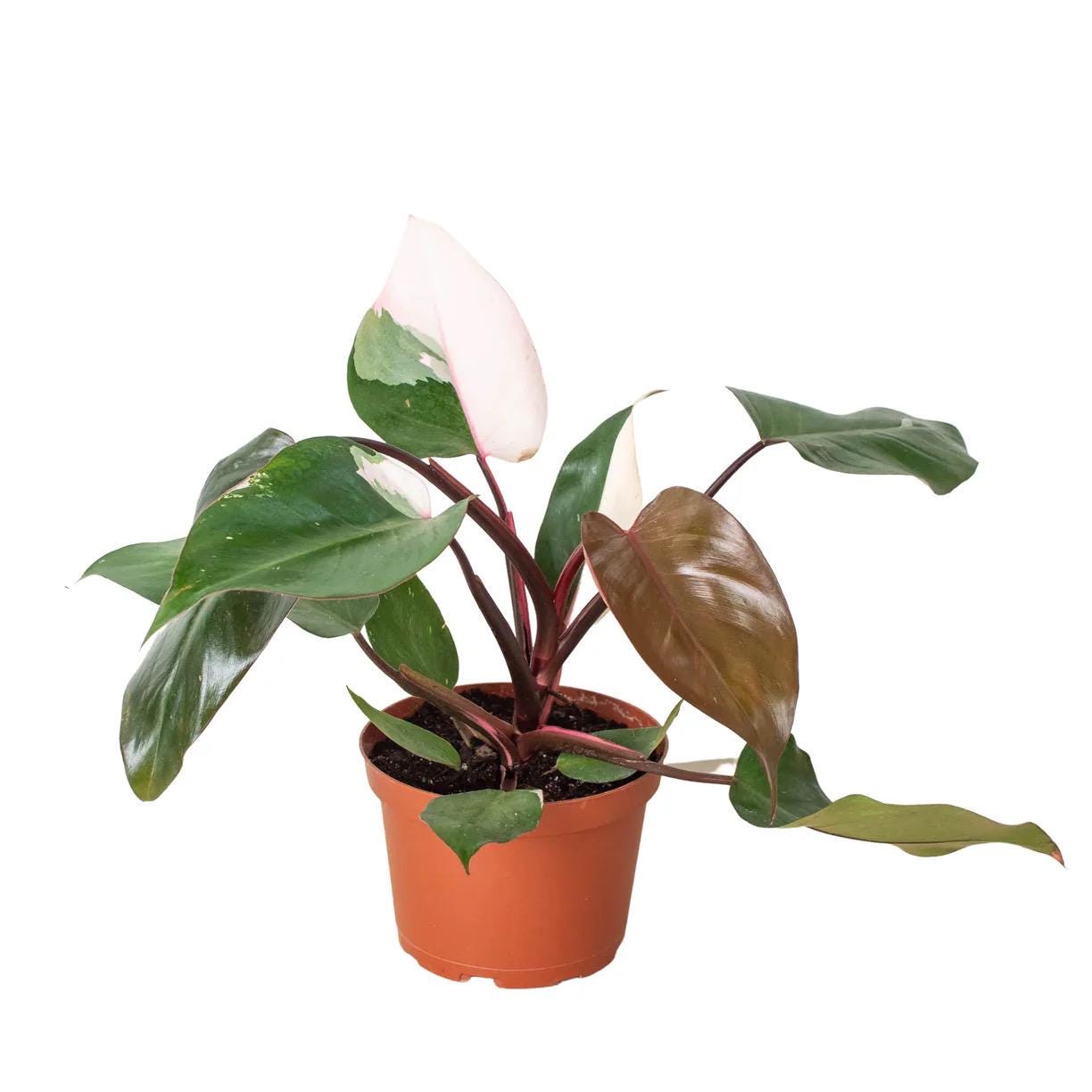 Pink Princess Philodendron | Philodendron Erubescens | Rare Variegated | Live Rooted Plant | 4in 6in Pot