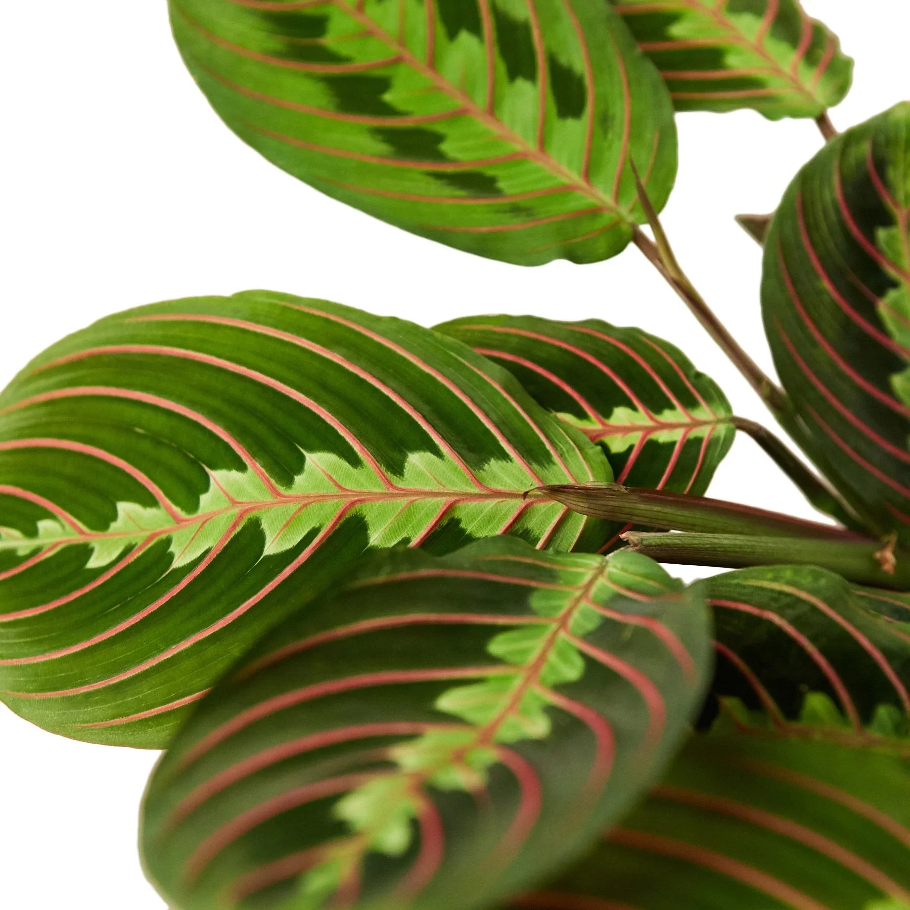 Red Prayer Plant Maranta Live Indoor Plant | SunriseDaylas