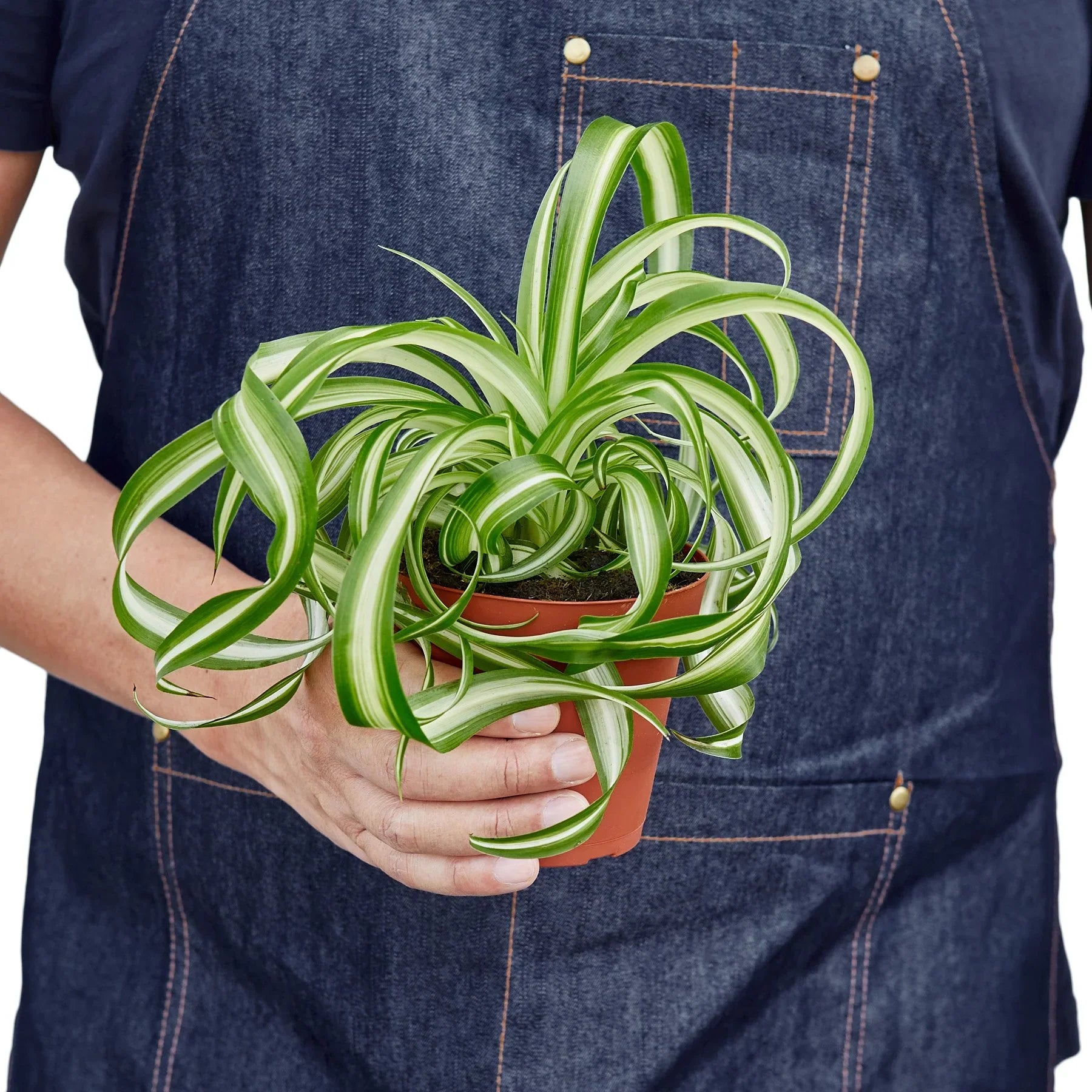 Spider Plant Bonnie – Pet Friendly Air Purifying Plant | SunriseDaylas